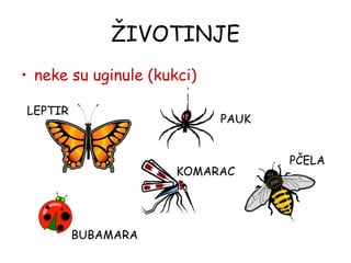 ŽIVOTINJE neke su uginule (kukci) PČELA PAUK BUBAMARA LEPTIR KOMARAC 
