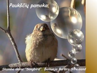 Paukščių pamoka
Skamba daina “Songbird”. Dainuoja Barbra Streisand
 