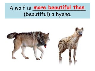 A wolf is ________________
(beautiful) a hyena.
more beautiful than
 