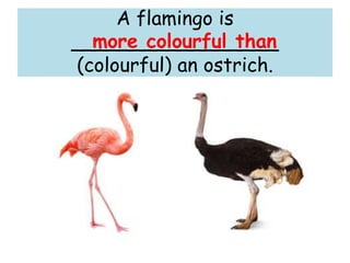 A flamingo is
_________________
(colourful) an ostrich.
more colourful than
 