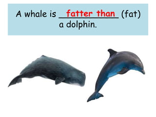 A whale is ___________ (fat)
a dolphin.
fatter than
 