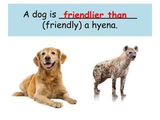 A dog is ______________
(friendly) a hyena.
friendlier than
 