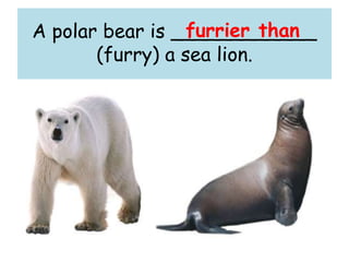 A polar bear is ____________
(furry) a sea lion.
furrier than
 