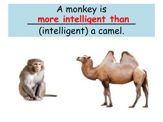 A monkey is
___________________
(intelligent) a camel.
more intelligent than
 