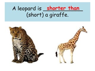A leopard is ____________
(short) a giraffe.
shorter than
 