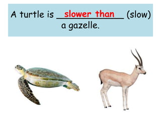 A turtle is ____________ (slow)
a gazelle.
slower than
 