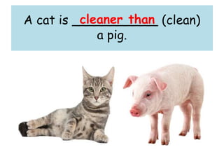 A cat is ___________ (clean)
a pig.
cleaner than
 