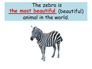The zebra is
_______________ (beautiful)
animal in the world.
the most beautiful
 