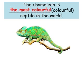 The chameleon is
______________ (colourful)
reptile in the world.
the most colourful
 