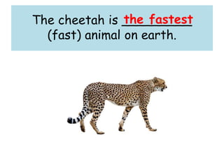 The cheetah is _________
(fast) animal on earth.
the fastest
 