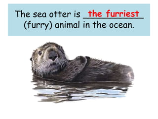 The sea otter is ___________
(furry) animal in the ocean.
the furriest
 
