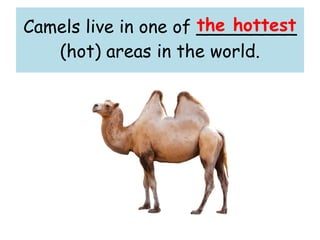 Camels live in one of _________
(hot) areas in the world.
the hottest
 