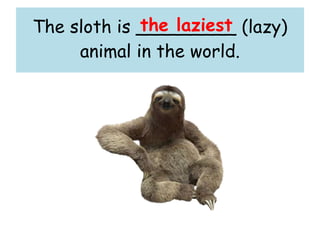 The sloth is _________ (lazy)
animal in the world.
the laziest
 