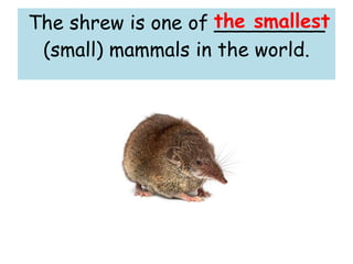 The shrew is one of _________
(small) mammals in the world.
the smallest
 