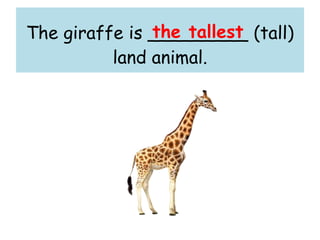 The giraffe is _________ (tall)
land animal.
the tallest
 