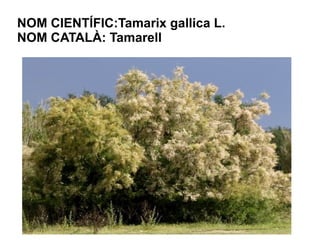 NOM CIENTÍFIC:Tamarix gallica L.
NOM CATALÀ: Tamarell




                  .
 