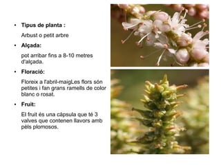 ●   Tipus de planta :
    Arbust o petit arbre
●   Alçada:
    pot arribar fins a 8-10 metres
    d'alçada.
●   Floració:
    Floreix a l'abril-maigLes flors són    re

    petites i fan grans ramells de color
    blanc o rosat.
●   Fruit:
    El fruit és una càpsula que té 3
    valves que contenen llavors amb
    pèls plomosos.
 