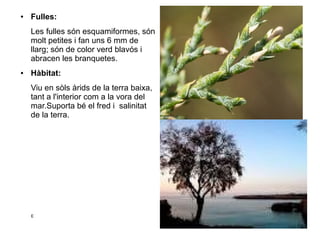 ●   Fulles:
    Les fulles són esquamiformes, són
    molt petites i fan uns 6 mm de
    llarg; són de color verd blavós i
    abracen les branquetes.
●   Hàbitat:
    Viu en sòls àrids de la terra baixa,
    tant a l'interior com a la vora del
    mar.Suporta bé el fred i salinitat
    de la terra.




    E
 