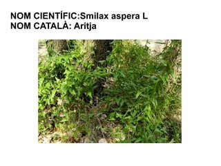 NOM CIENTÍFIC:Smilax aspera L
NOM CATALÀ: Aritja




                     th
 