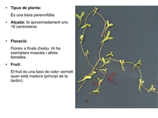 ●   Tipus de planta:
    És una liana perennifòlia
●   Alçada: fa aproximadament uns
    18 centimetros


●   Floració:
    Floreix a finals d'estiu. Hi ha
    exemplars mascles i altres
    femelles.
●   Fruit:
    El fruit és una baia de color vermell
    quan està madura (principi de la
    tardor).
 