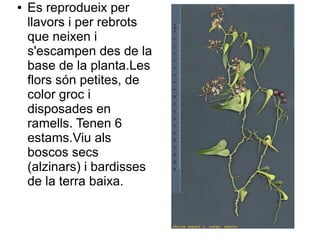 ●   Es reprodueix per
    llavors i per rebrots
    que neixen i
    s'escampen des de la
    base de la planta.Les
    flors són petites, de
    color groc i
    disposades en
    ramells. Tenen 6
    estams.Viu als
    boscos secs
    (alzinars) i bardisses
    de la terra baixa.
 