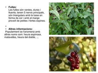 ●   Fulles:
    Les fulles són verdes, dures i
    lluents; tenen 5 nervis principals,
    són triangulars amb la base en
    forma de cor i amb el marge
    proveït de petites i fortes espines.

●

●    Altres informacions:
 Popularment se l'anomena amb
altres noms com: heura espinosa,
matavelles, heura del diable, ...
 