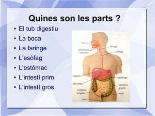 Quines son les parts ?
●   El tub digestiu
●   La boca
●   La faringe
●   L'esòfag
●   L'estómac
●   L'intestí prim
●   L'intestí gros
 