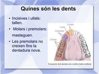 Quines són les dents
●   Incisives i ullals:
    tallen.
●   Molars i premolars:
    masteguen.
●   Les premolars no
    creixen fins la
    dentadura nova.
 