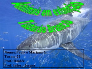 Nomes:Paula e Mariana G. Turma:22 Prof.:Haidée Prof. Infor.: Jerusa Animais em extinção Tubarão Branco 