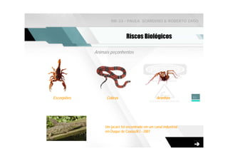 NR-33 - PAULA SCARDINO & ROBERTO ZAGO



                               Riscos Biológicos

             Animais peçonhentos




Escorpiões        Cobras                           Aranhas          51




                  Um jacaré foi encontrado em um canal industrial
                  em Duque de Caxias/RJ - 2007
 