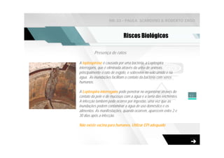NR-33 - PAULA SCARDINO & ROBERTO ZAGO



                             Riscos Biológicos

          Presença de ratos

A leptospirose é causada por uma bactéria, a Leptospira
interrogans, que é eliminada através da urina de animais,
principalmente o rato de esgoto, e sobrevive no solo úmido e na
água. As inundações facilitam o contato da bactéria com seres
humanos.

A Leptospira interrogans pode penetrar no organismo através do
contato da pele e de mucosas com a água e a lama das enchentes.   53
A infecção também pode ocorrer por ingestão, uma vez que as
inundações podem contaminar a água de uso doméstico e os
alimentos. As manifestações, quando ocorrem, aparecem entre 2 e
30 dias após a infecção.

Não existe vacina para humanos. Utilizar EPI adequado
 