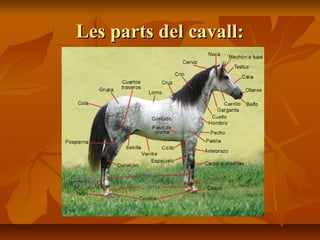 Les parts del cavall:
 