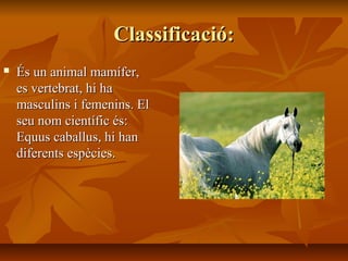 Classificació:
   És un animal mamífer,
    es vertebrat, hi ha
    masculins i femenins. El
    seu nom científic és:
    Equus caballus, hi han
    diferents espècies.
 