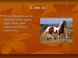 Com és?
   Els cavalls poden ser de
    diferents colors: marró,
    negre, blanc, amb
    taques (de diversos
    colors), etc...
 