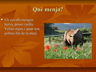Què menja?
   Els cavalls mengen
    herva, pinso i palla.
    Veuen aigua i quan son
    poltres llet de la mare.
 