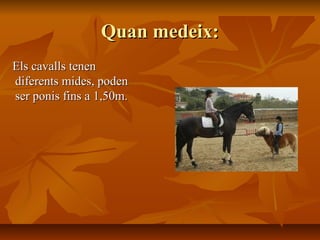 Quan medeix:
Els cavalls tenen
diferents mides, poden
ser ponis fins a 1,50m.
 
