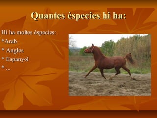 Quantes èspecies hi ha:
Hi ha moltes èspecies:
*Arab
* Angles
* Espanyol
* ...
 