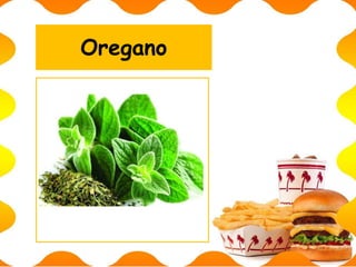 Oregano
 