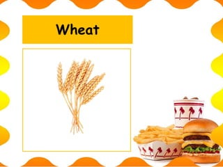 Wheat
 