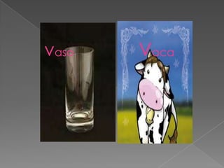 vaso   Vaca
 
