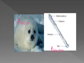 Foca


       flauta
 