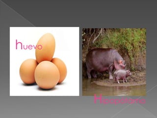 huevo



        Hipopótamo
 
