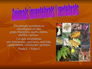 Els animals vertebrats es classifiquen en cinc grups:Mamífers, ocells, rèptils, amfibis i peixos.  I el dels invertebrats són:Artròpodes, mol·luscs, anèl·lids, equinoderms, celenterats i porífers. Paula.L  i Valen.I Animals invertebrats i vertebrats 