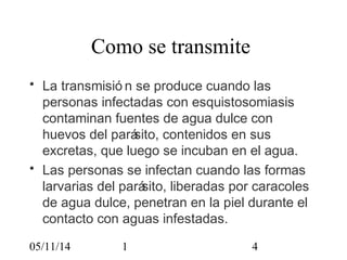Como se transmite 
• La transmisió n se produce cuando las 
personas infectadas con esquistosomiasis 
contaminan fuentes de agua dulce con 
huevos del parásito, contenidos en sus 
excretas, que luego se incuban en el agua. 
• Las personas se infectan cuando las formas 
larvarias del parásito, liberadas por caracoles 
de agua dulce, penetran en la piel durante el 
contacto con aguas infestadas. 
05/11/14 1 4 
 