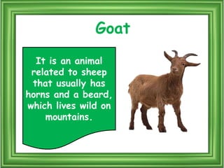 Puala Riddle Mammals riddles | PPTX