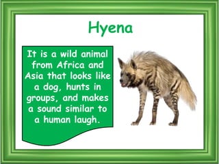 Puala Riddle Mammals riddles | PPTX