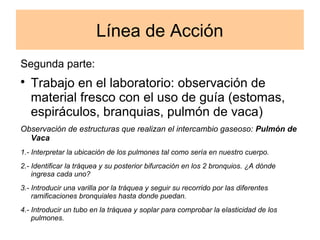 Línea de Acción 
Segunda parte: 
 Trabajo en el laboratorio: observación de 
material fresco con el uso de guía (estomas, 
espiráculos, branquias, pulmón de vaca) 
Observación de estructuras que realizan el intercambio gaseoso: Pulmón de 
Vaca 
1.- Interpretar la ubicación de los pulmones tal como sería en nuestro cuerpo. 
2.- Identificar la tráquea y su posterior bifurcación en los 2 bronquios. ¿A dónde 
ingresa cada uno? 
3.- Introducir una varilla por la tráquea y seguir su recorrido por las diferentes 
ramificaciones bronquiales hasta donde puedan. 
4.- Introducir un tubo en la tráquea y soplar para comprobar la elasticidad de los 
pulmones. 
 