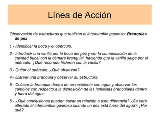 Línea de Acción 
Observación de estructuras que realizan el intercambio gaseoso: Branquias 
de pez 
1.- Identificar la boca y el opérculo. 
2.- Introducir una varilla por la boca del pez y ver la comunicación de la 
cavidad bucal con la cámara branquial, haciendo que la varilla salga por el 
opérculo. ¿Qué recorrido hicieron con la varilla? 
3.- Quitar el opérculo. ¿Qué observan? 
4.- Extraer una branquia y observar su estructura. 
5.- Colocar la branquia dentro de un recipiente con agua y observar los 
cambios con respecto a la disposición de las laminillas branquiales dentro 
y fuera del agua. 
6.- ¿Qué conclusiones pueden sacar en relación a esta diferencia? ¿Se verá 
alterado el intercambio gaseoso cuando un pez está fuera del agua? ¿Por 
qué? 
 
