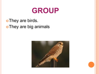 GROUP 
They are birds. 
They are big animals 
 