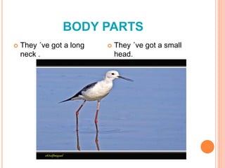 BODY PARTS 
 They ´ve got a long 
neck . 
 They ´ve got a small 
head. 
 